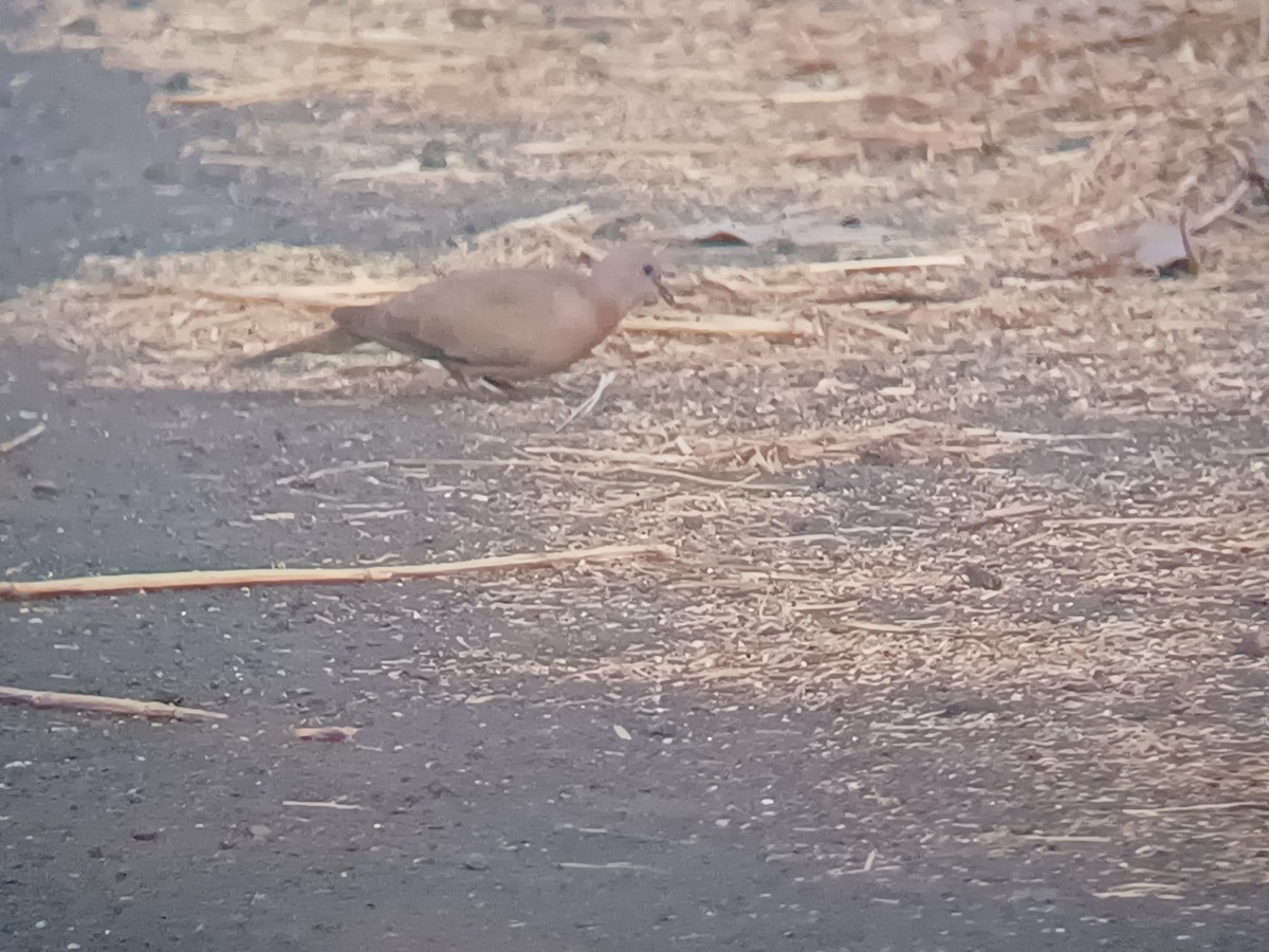 Palmtaube - ML647675135