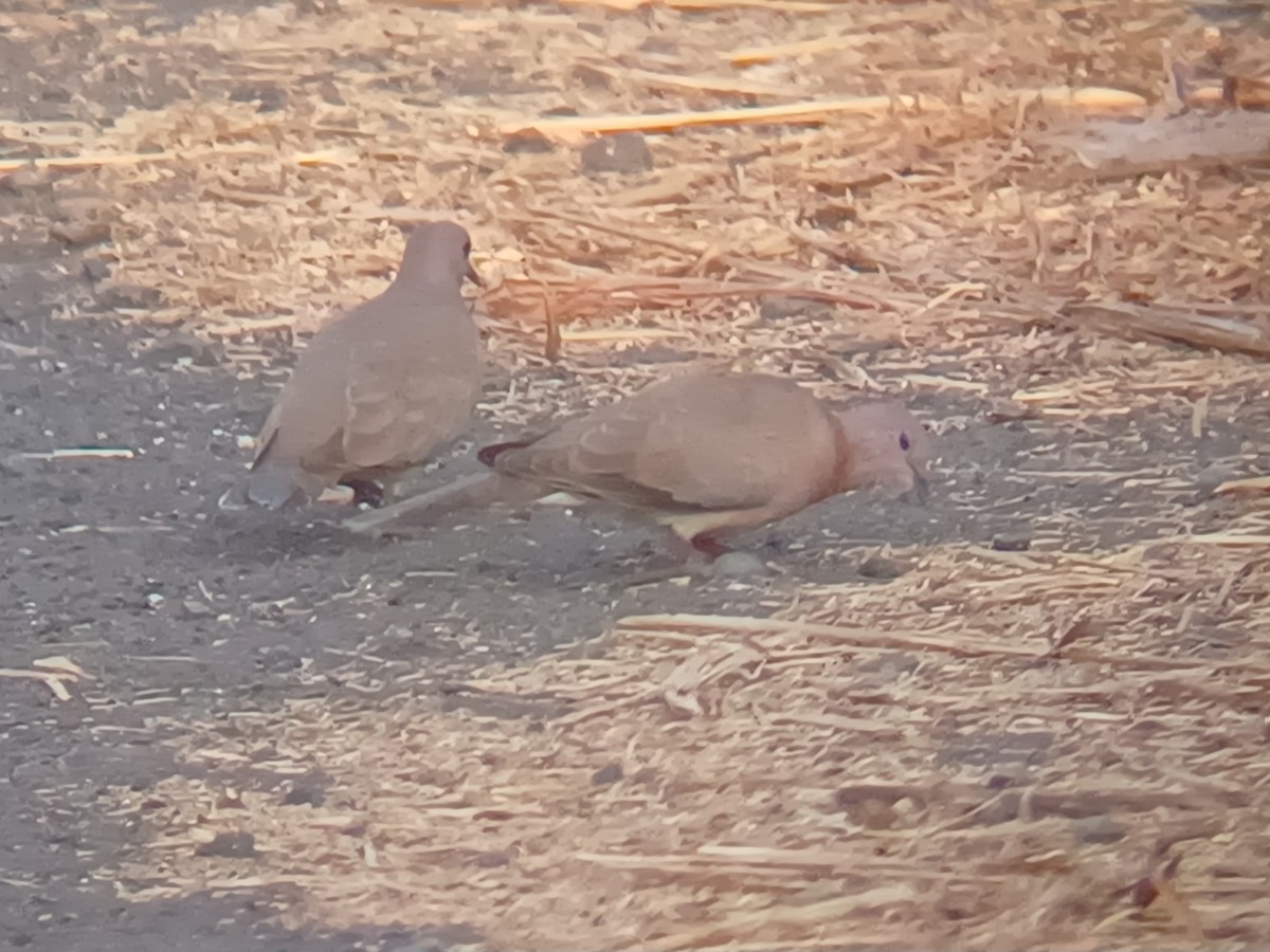 Palmtaube - ML647675136