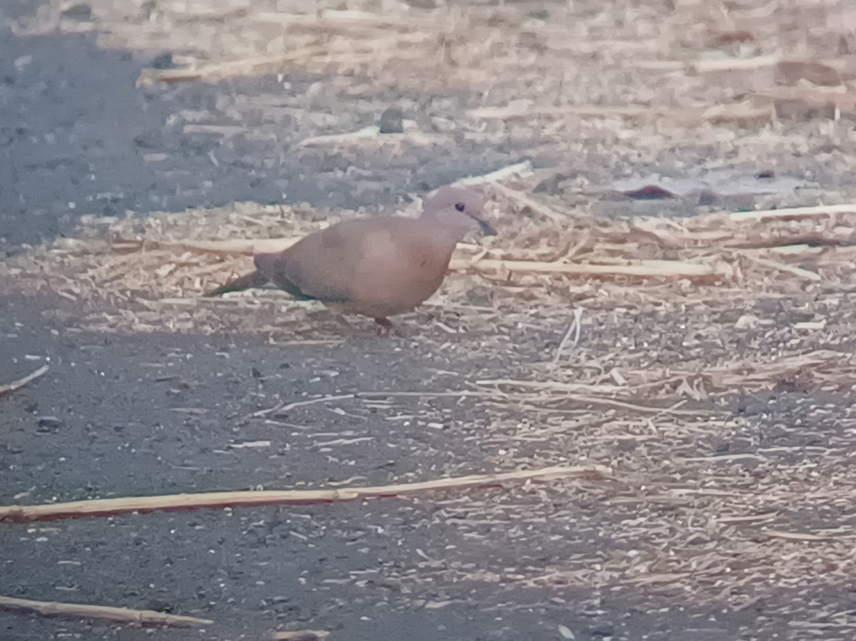 Palmtaube - ML647675137