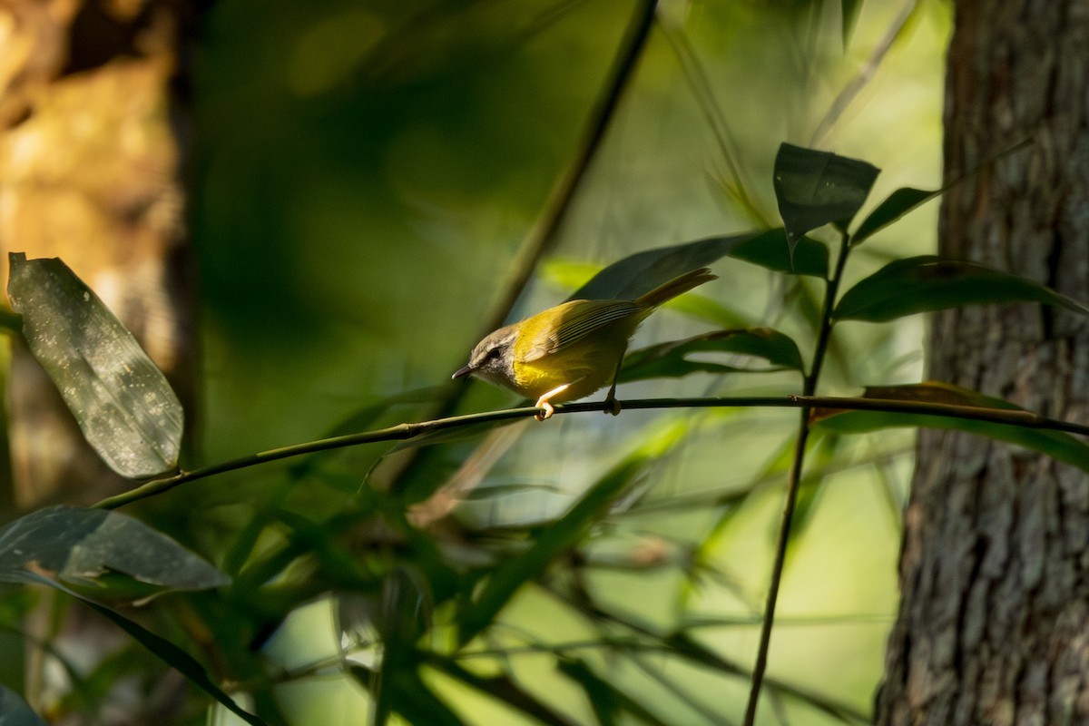 Bambusdickichtsänger - ML647675140