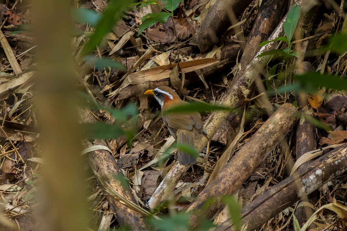 Himalajasäbler - ML647675144