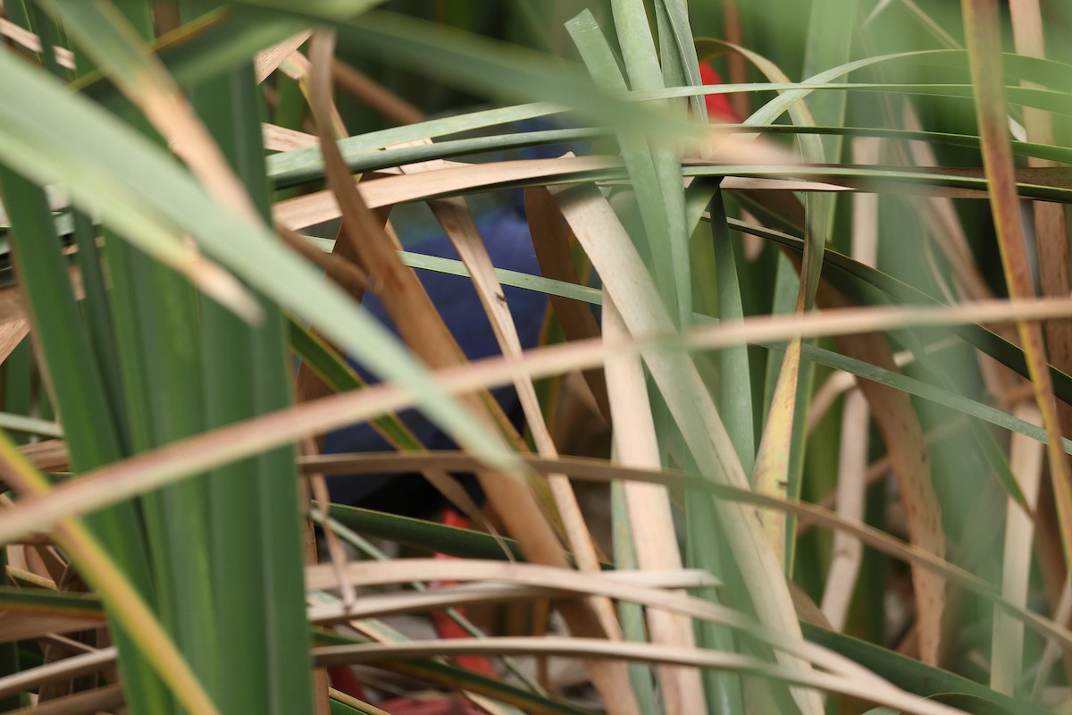 Smaragdhuhn - ML647675145