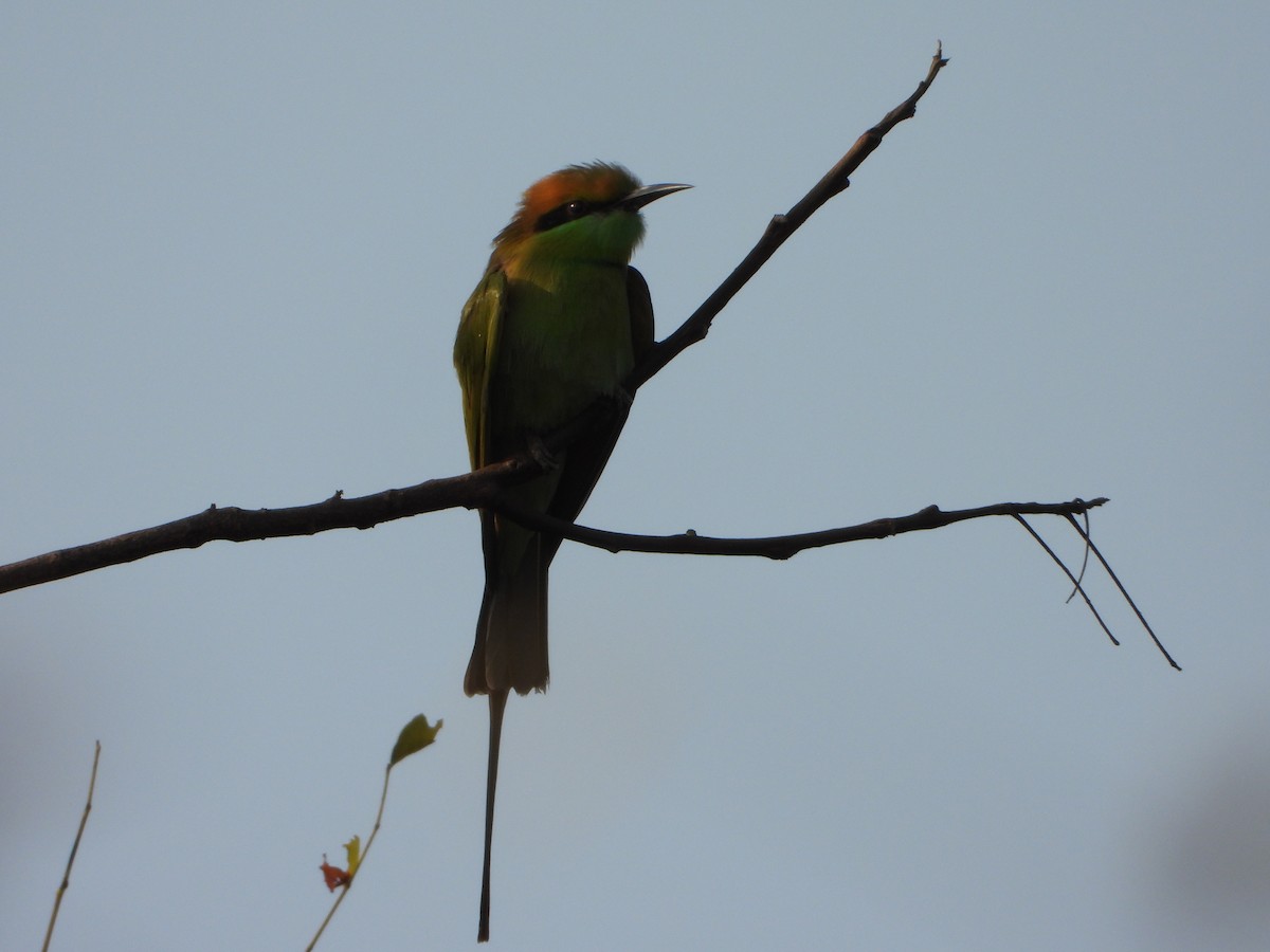 Bronzescheitel-Smaragdspint - ML647675146