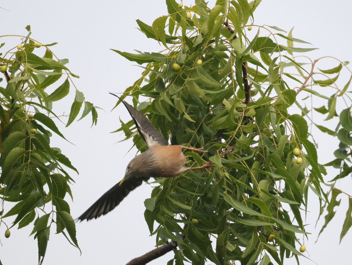 Graukopfstar - ML647675148