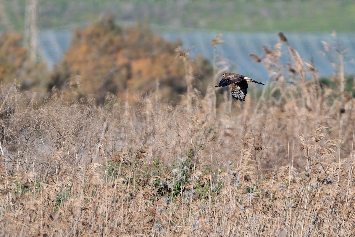 Steppenweihe - ML647675149