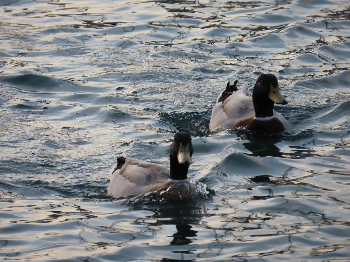 Fehlfarben-Stockente/Hausente - ML647675150