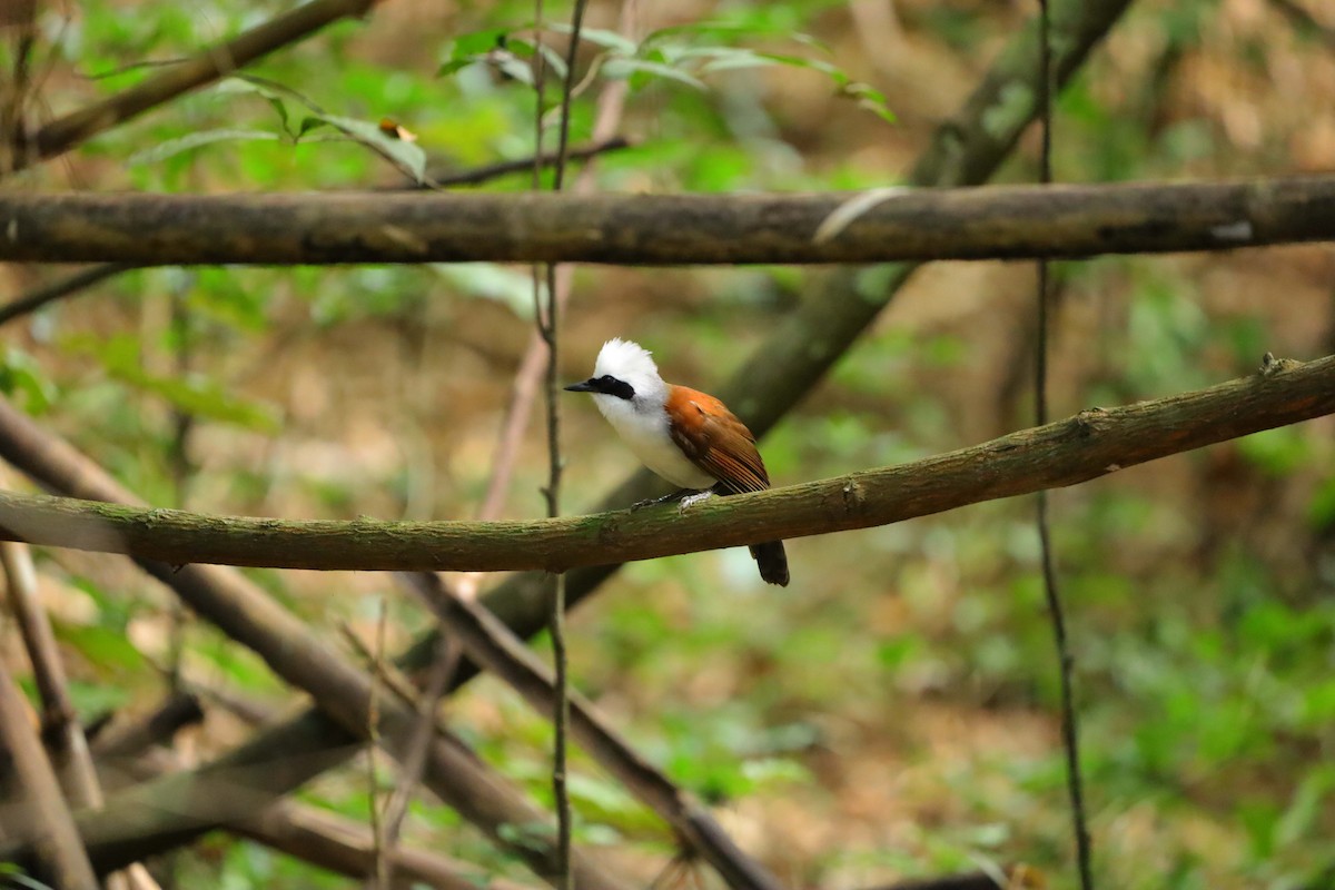 Weißhaubenhäherling - ML647675153