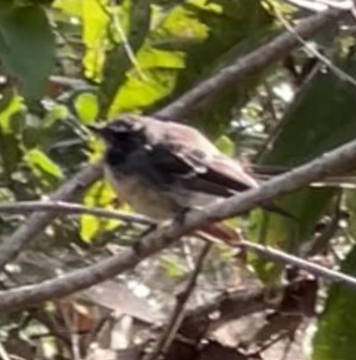 Graufächerschwanz - ML647675154