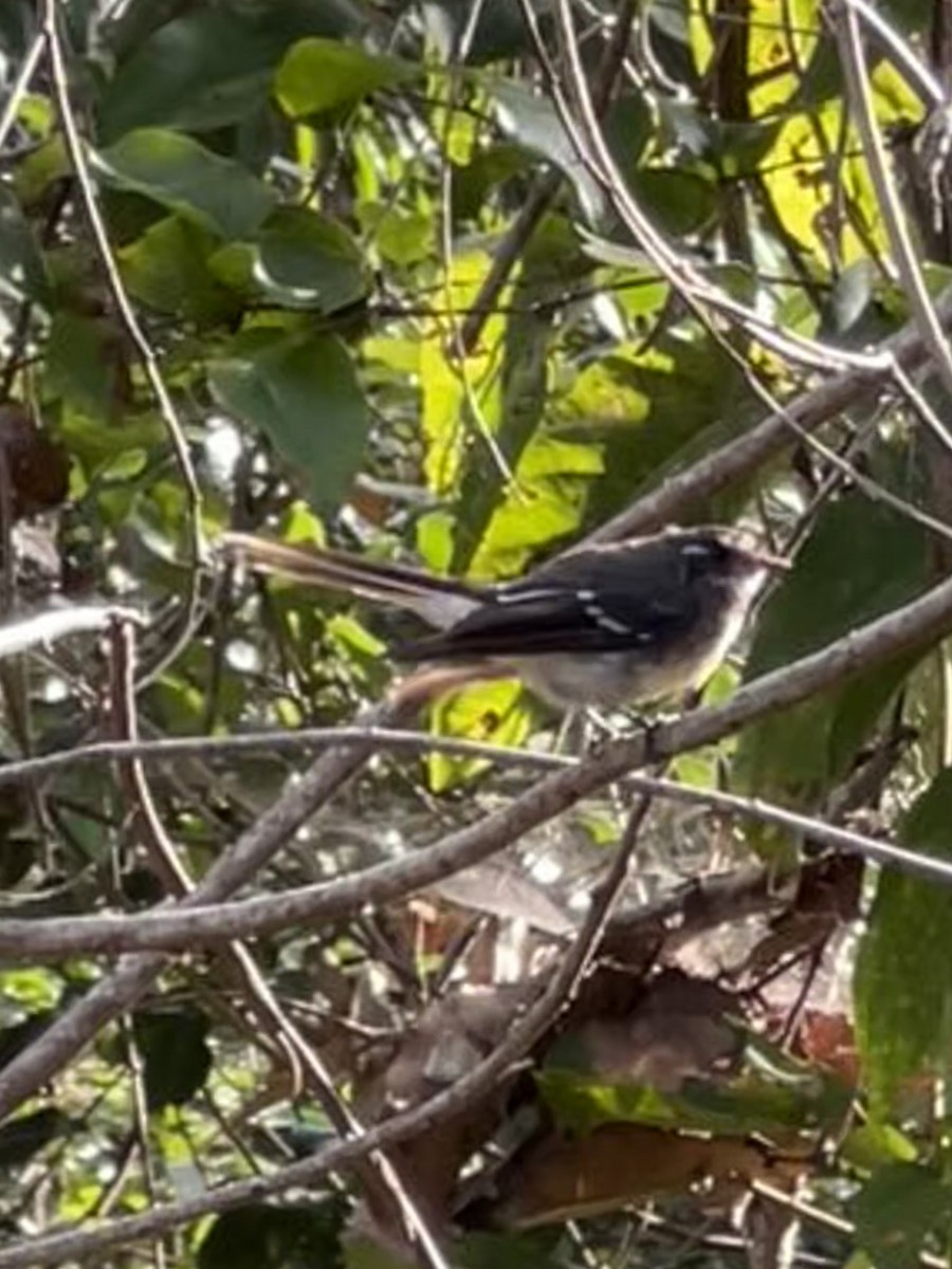 Graufächerschwanz - ML647675155