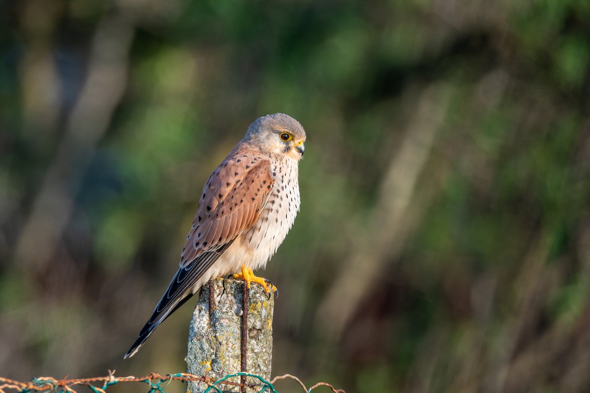 Turmfalke - ML647675156