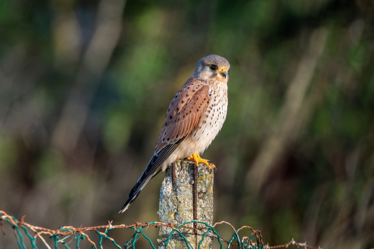 Turmfalke - ML647675157