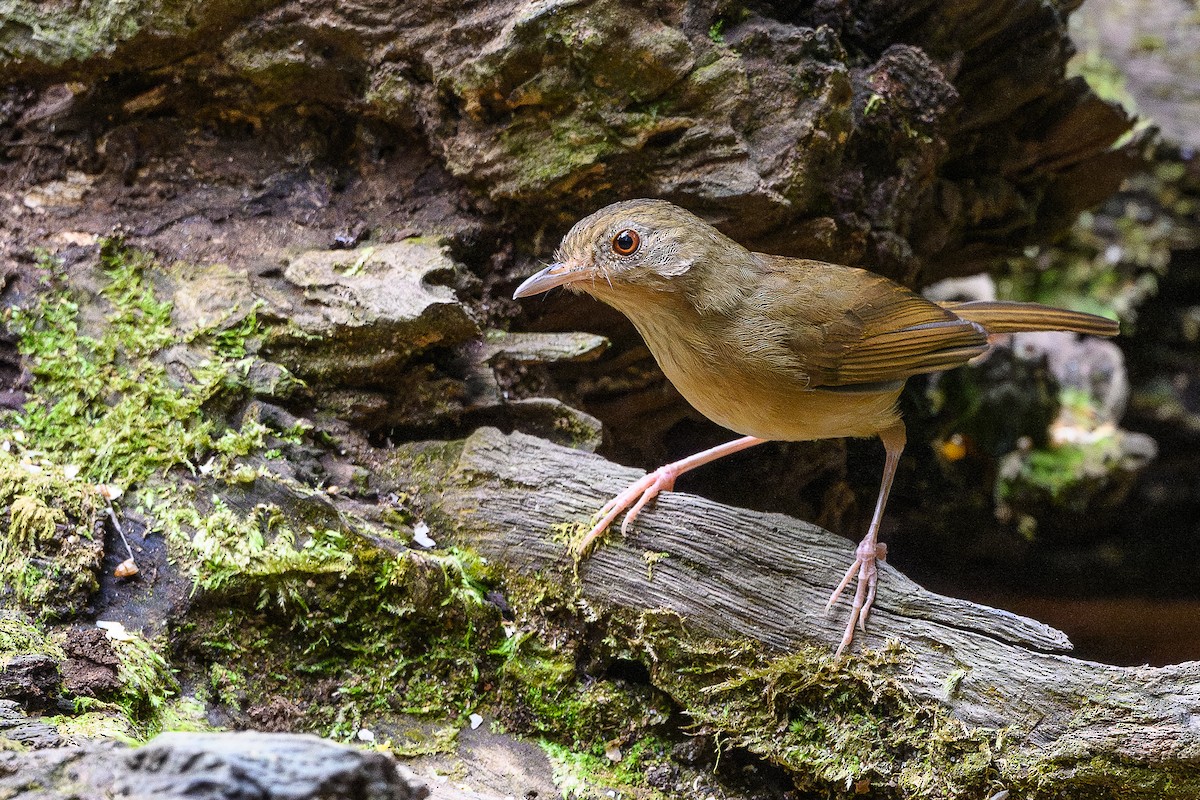 Rostbrust-Erddrossling - ML647675158