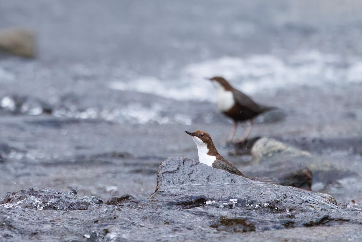 Wasseramsel - ML647675160