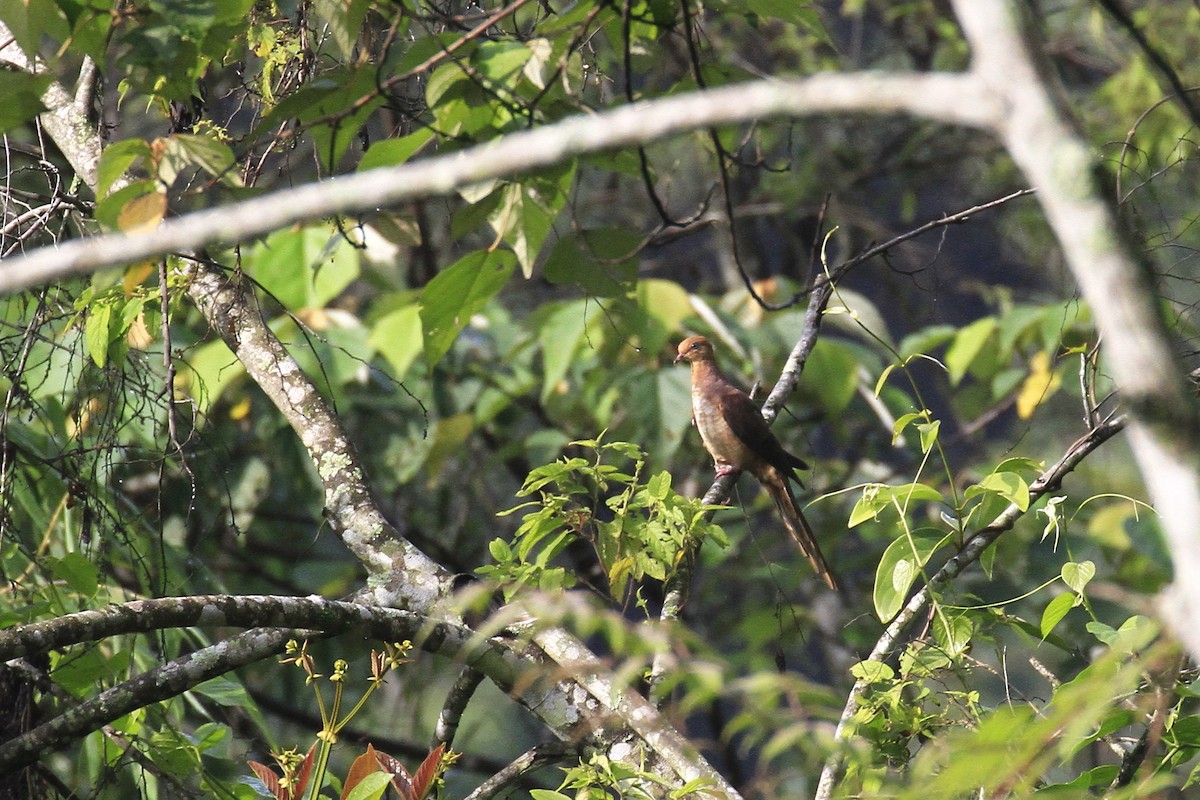 Sundataube - ML647675163