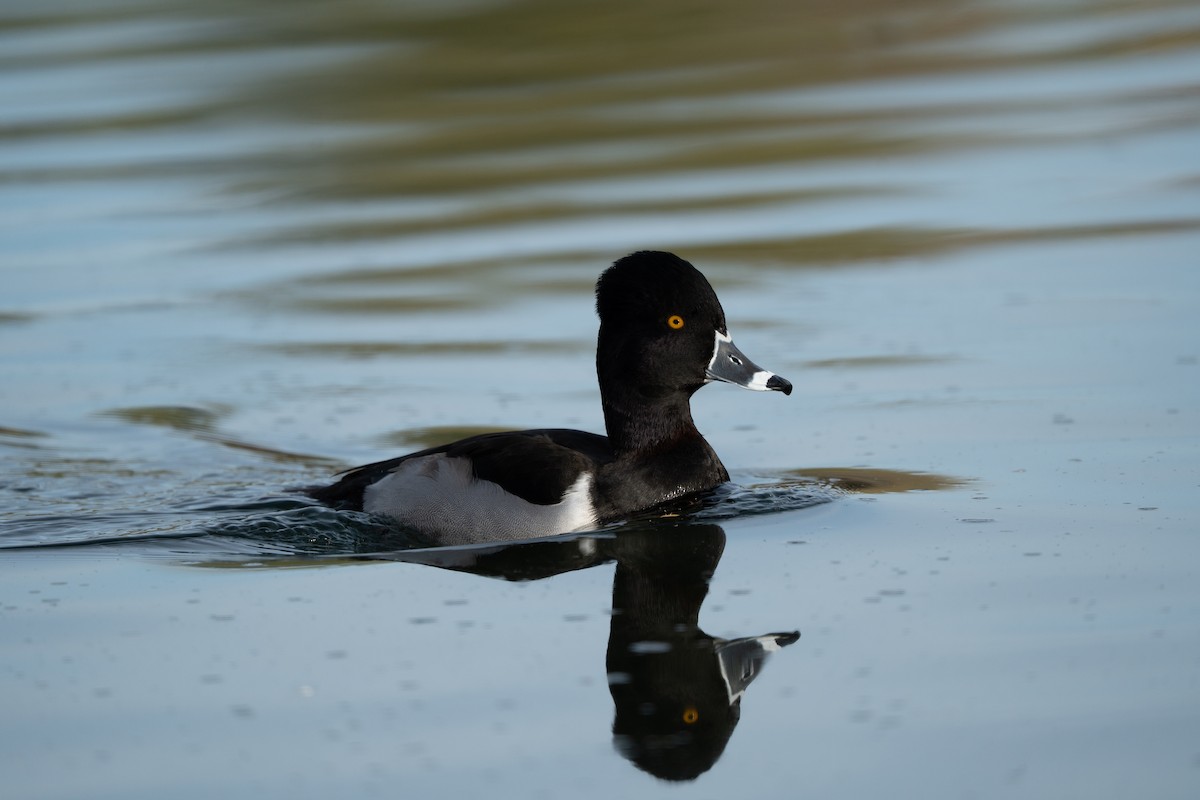 Ringschnabelente - ML647675165