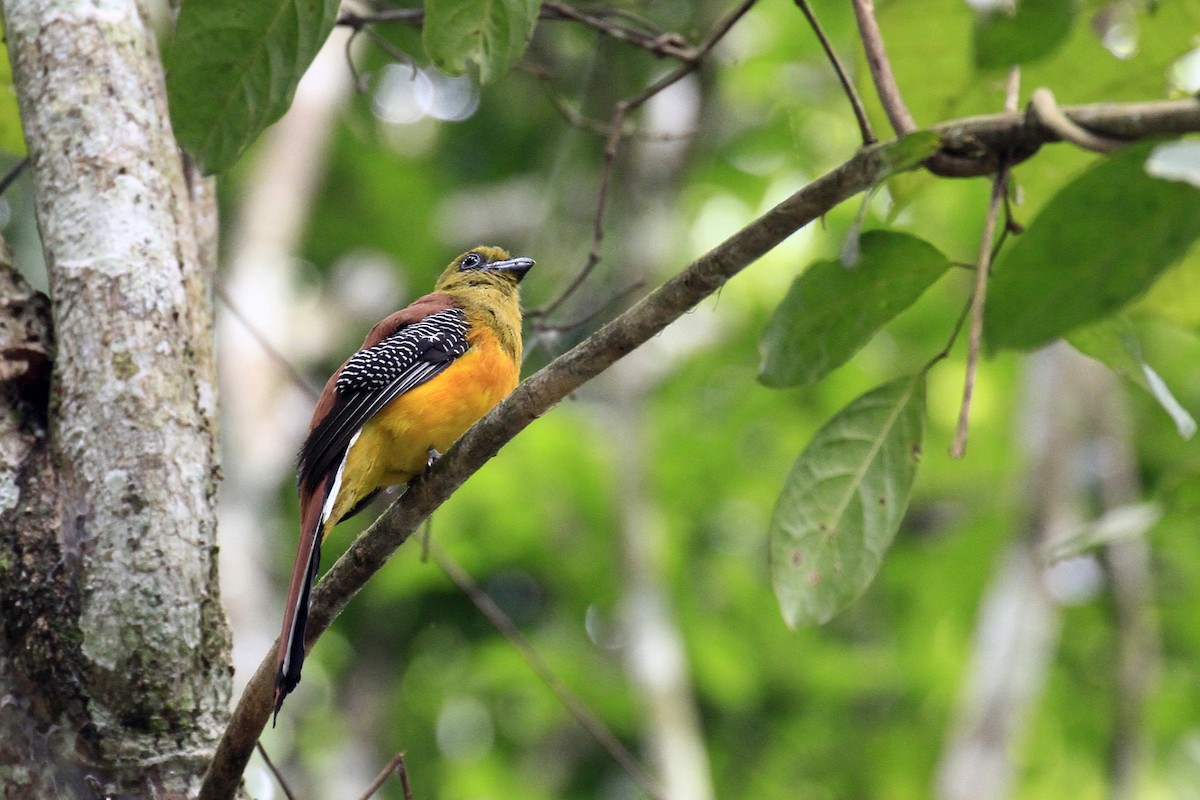 olivenhodetrogon - ML647675172