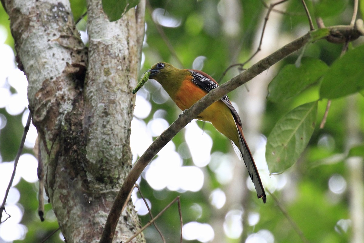 olivenhodetrogon - ML647675173