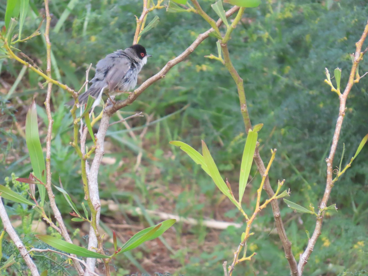 Sardinian Warbler - ML647675177