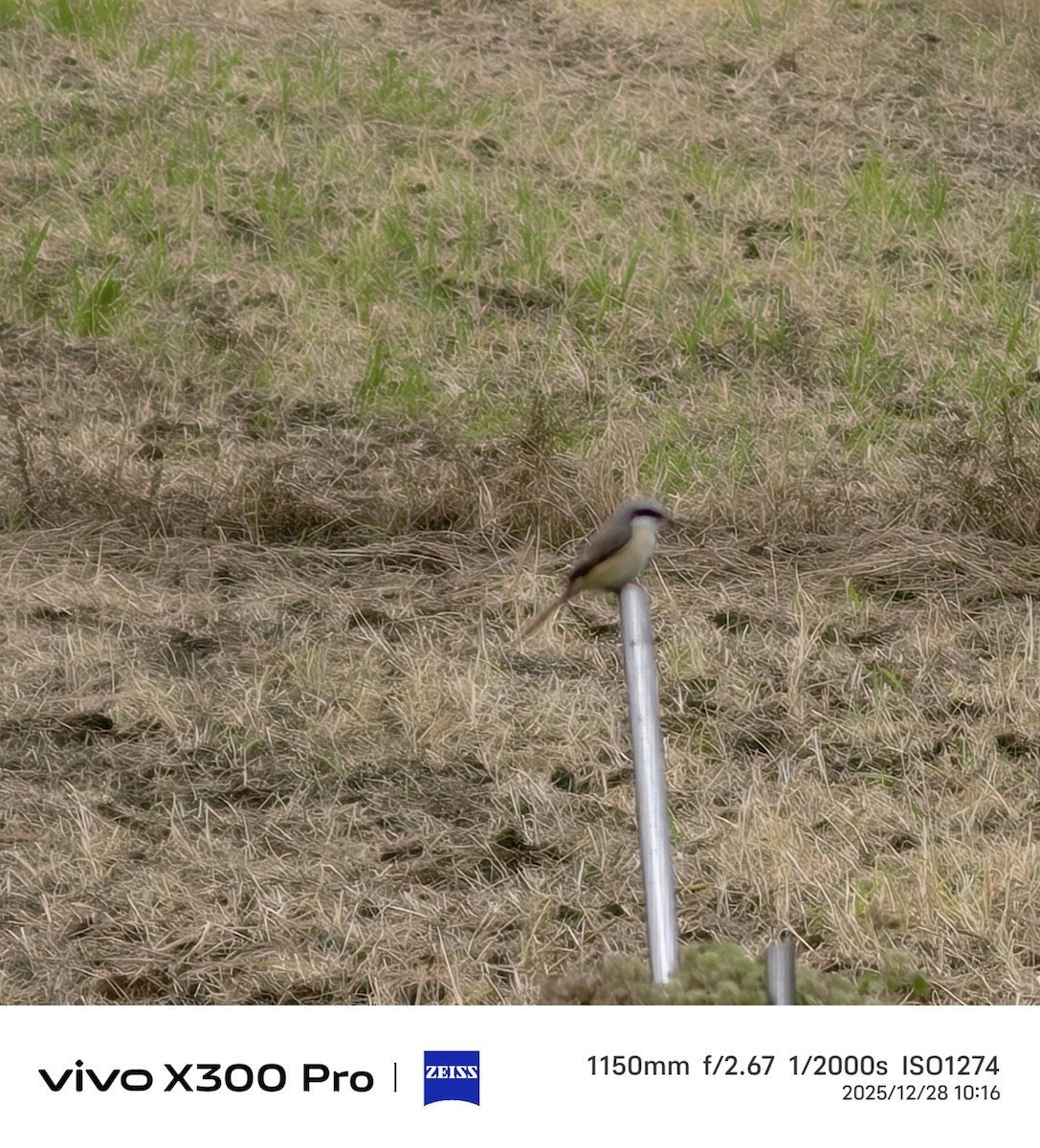 アカモズ - ML647675179