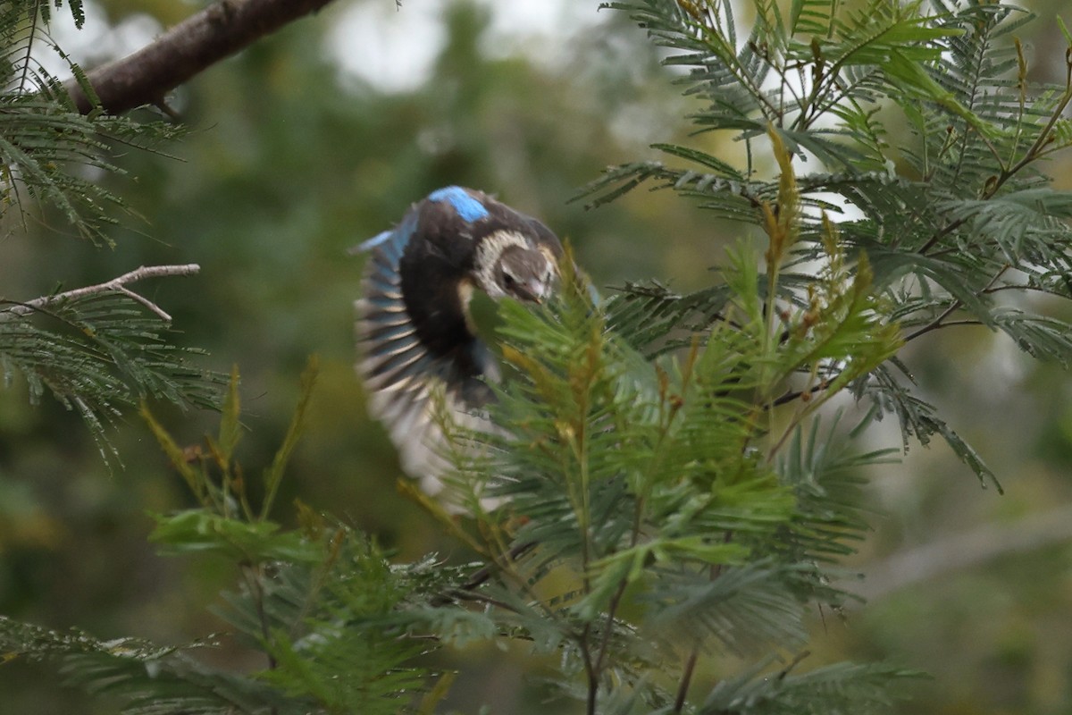 Brown-hooded Kingfisher - ML647675223