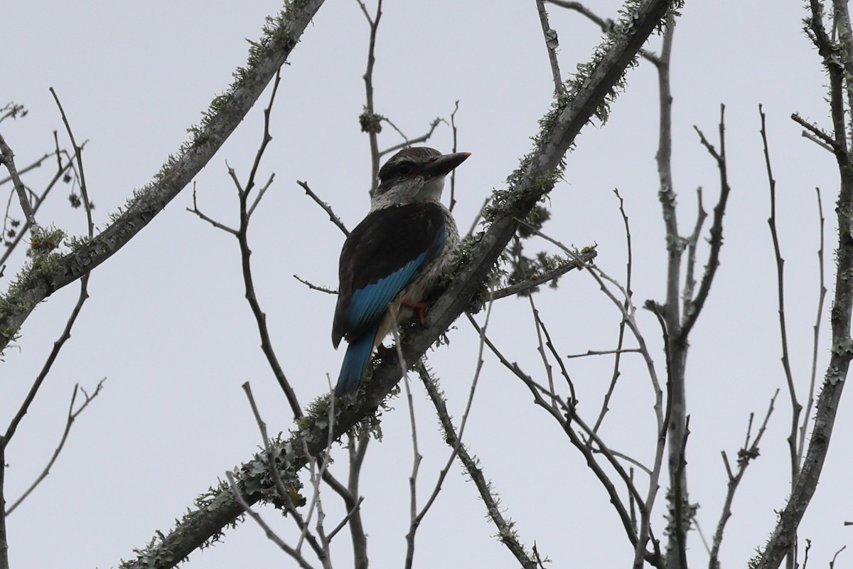 Brown-hooded Kingfisher - ML647675224