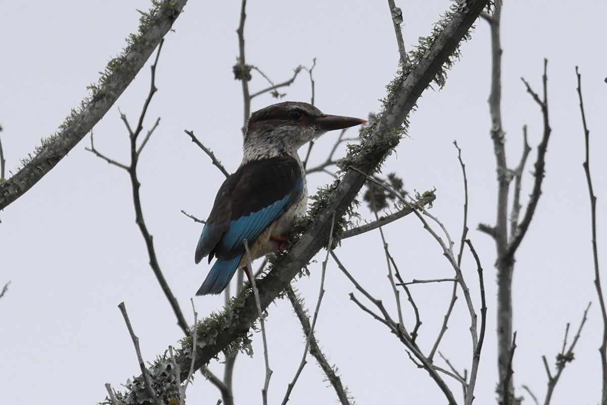 Brown-hooded Kingfisher - ML647675225