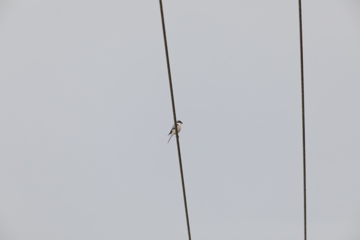 Pie-grièche à poitrine rose - ML647675228