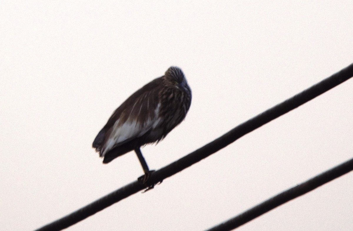 Garcilla India - ML647675231