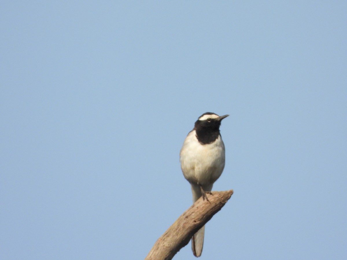 Lavandera India - ML647675233