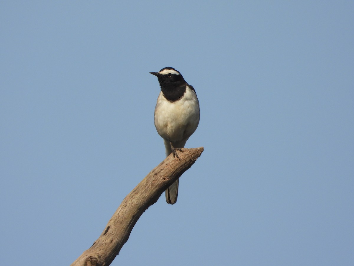 Lavandera India - ML647675234