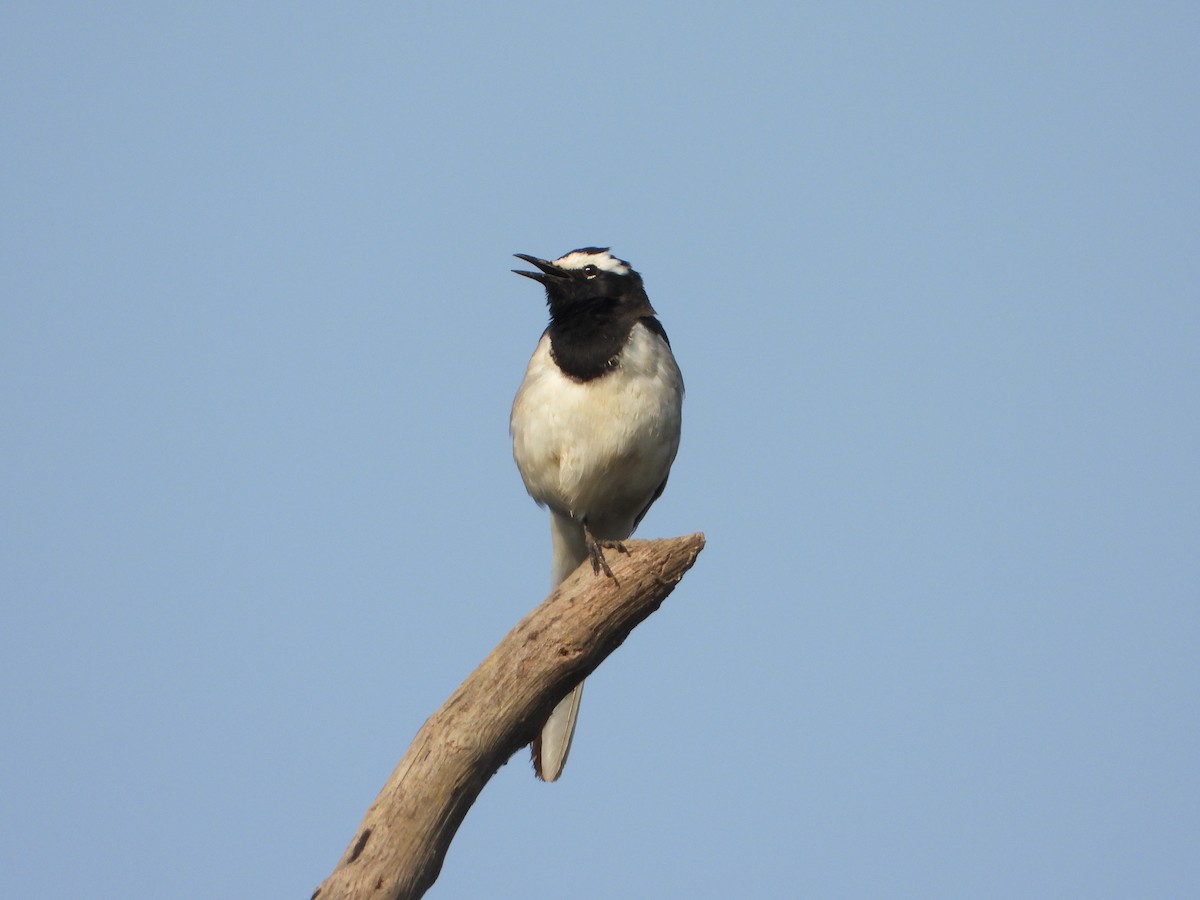 Lavandera India - ML647675235