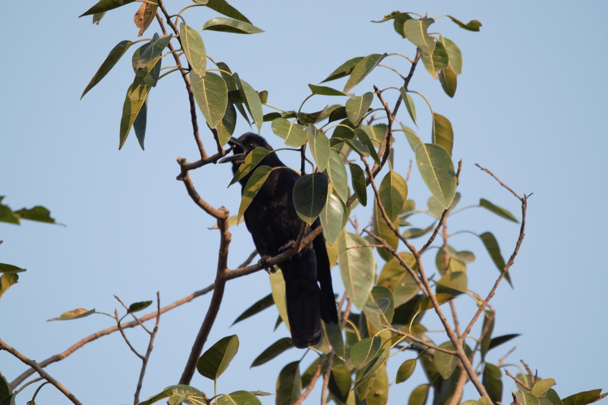 Large-billed Crow - ML647675243