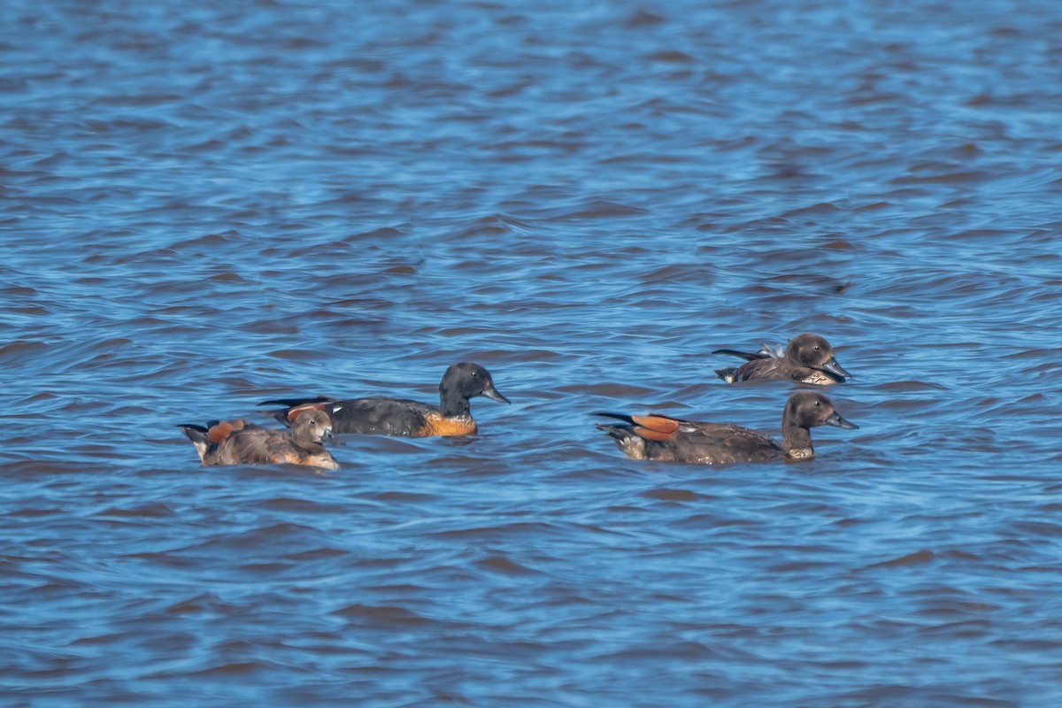 Галагаз австралійський - ML647675264