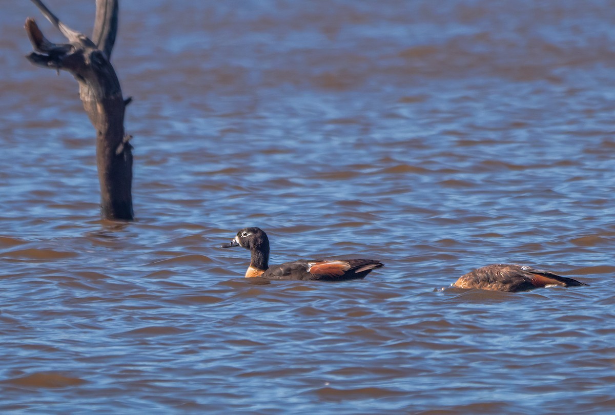 Галагаз австралійський - ML647675265