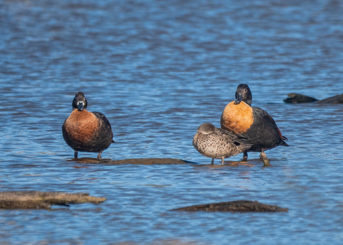 Галагаз австралійський - ML647675266