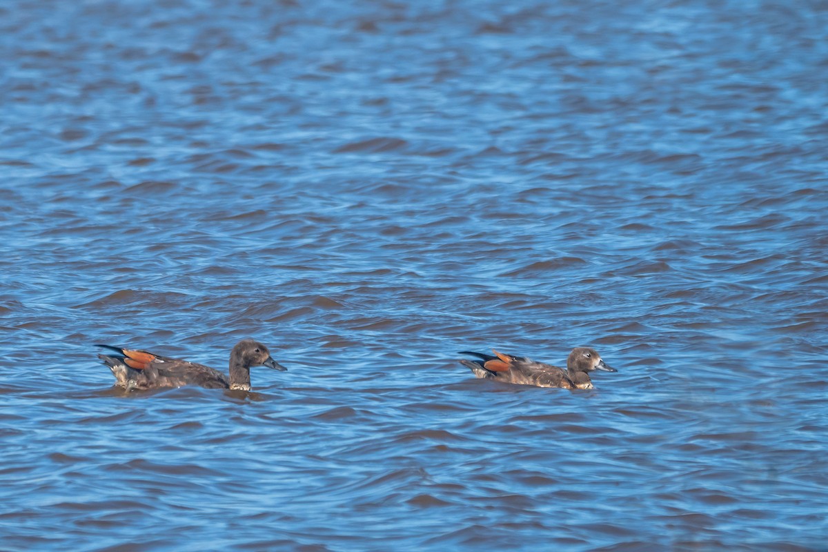 Галагаз австралійський - ML647675267