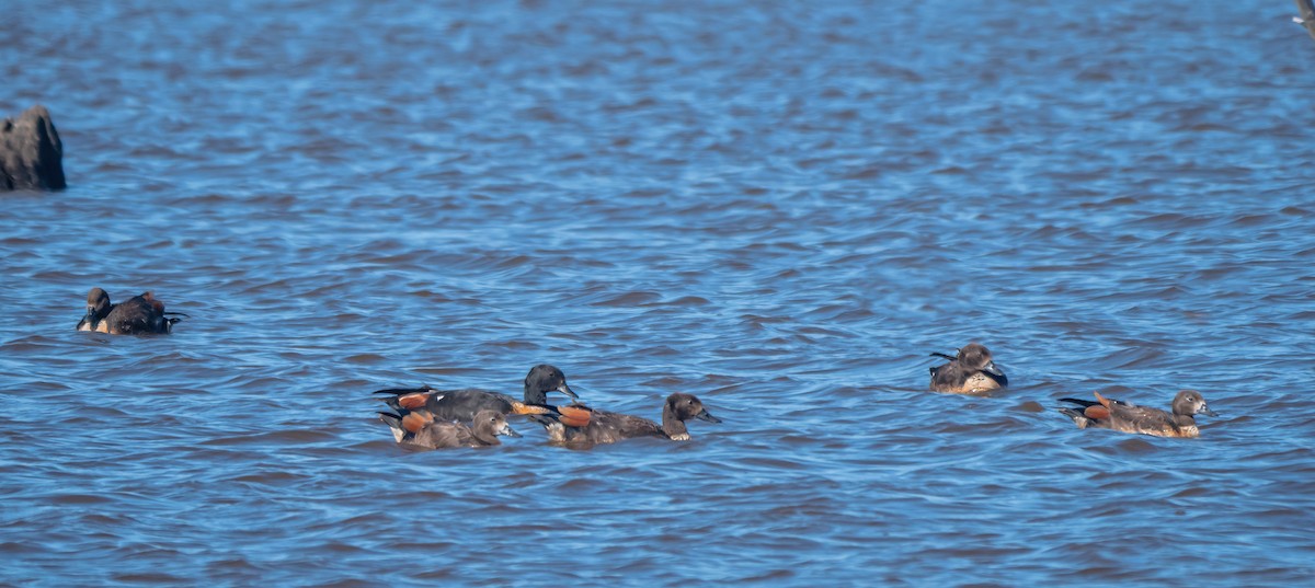 Галагаз австралійський - ML647675268