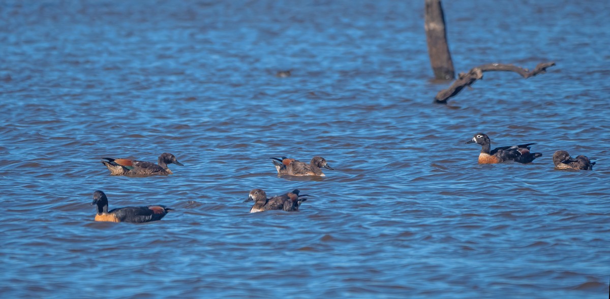Галагаз австралійський - ML647675269