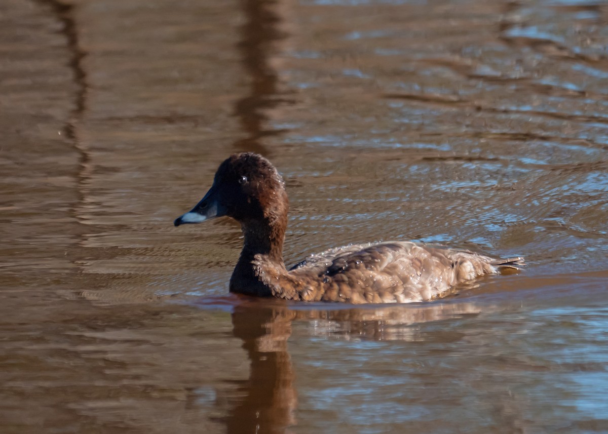 Hardhead - ML647675290