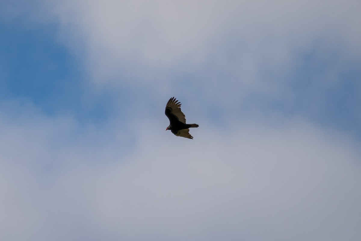 Turkey Vulture - ML647675317