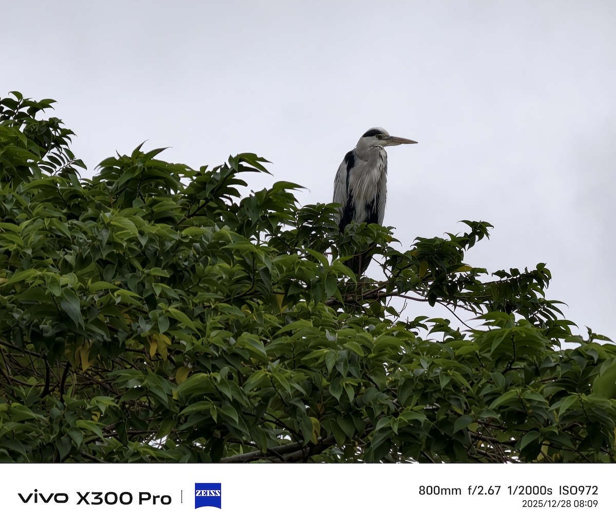 アオサギ - ML647675347