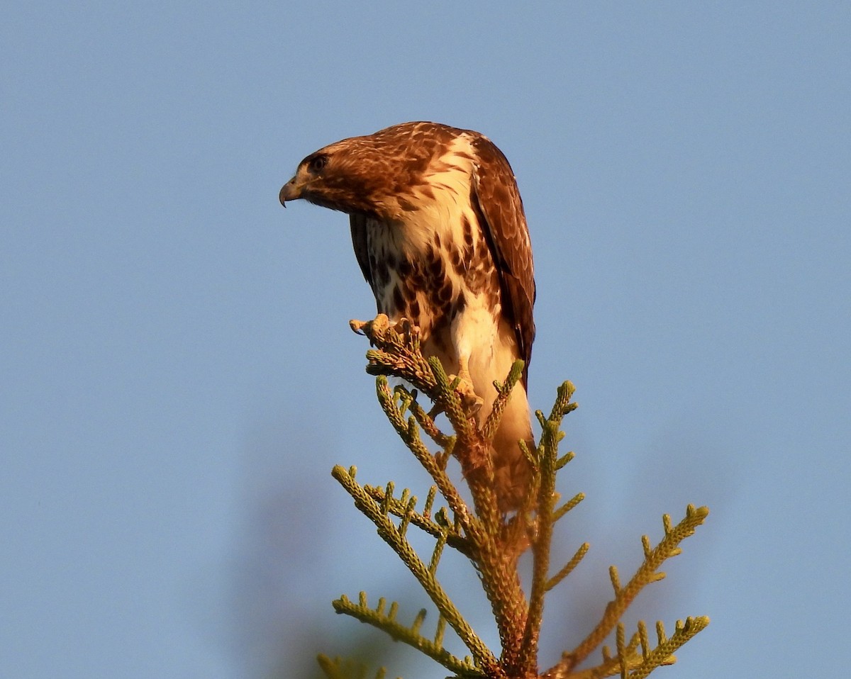 Red-tailed Hawk - ML647675351