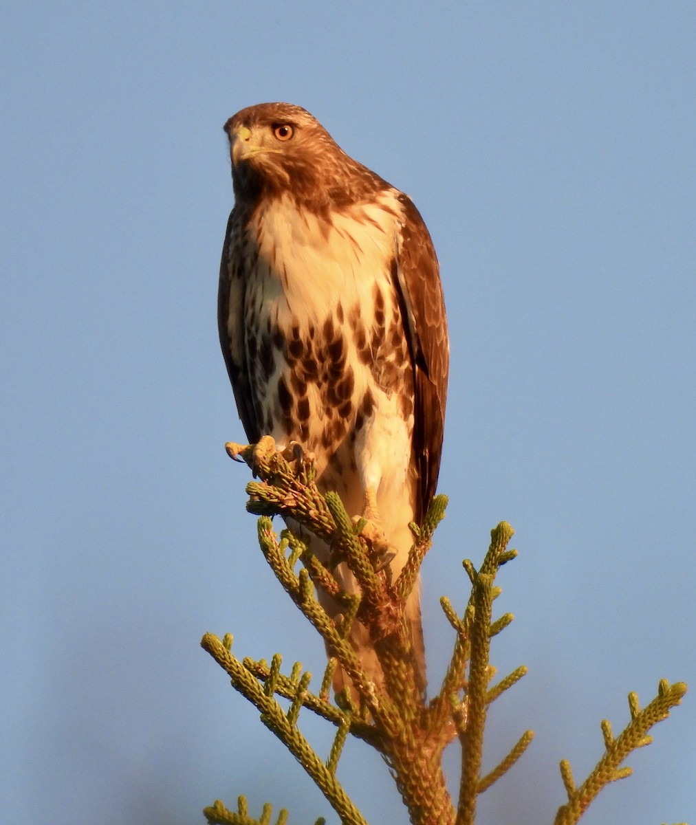 Red-tailed Hawk - ML647675353