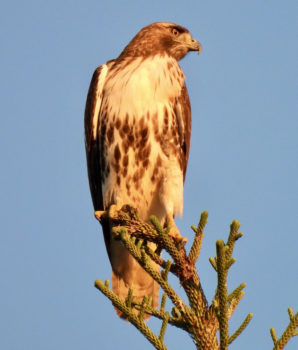 Red-tailed Hawk - ML647675354