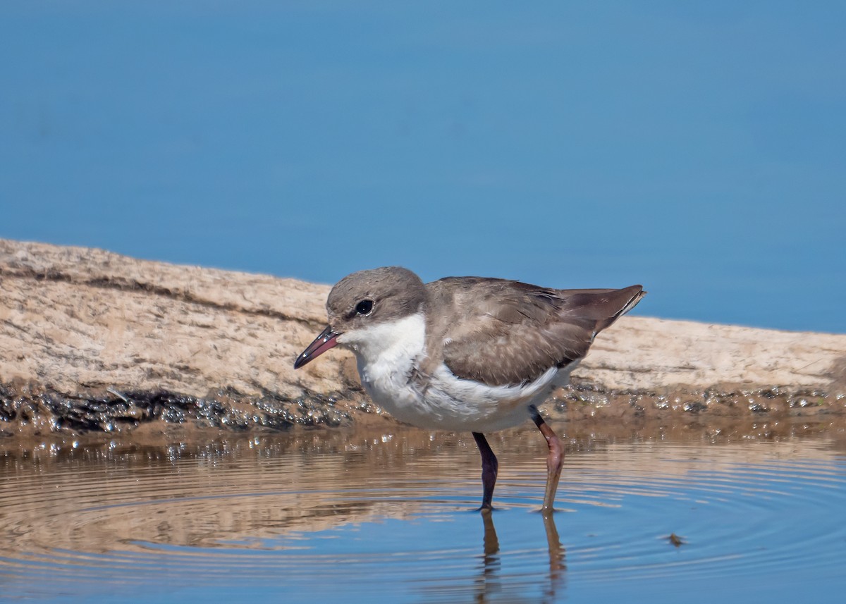 Red-kneed Dotterel - ML647675363
