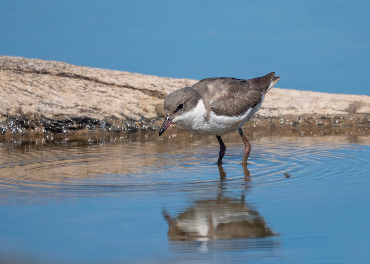 Red-kneed Dotterel - ML647675365
