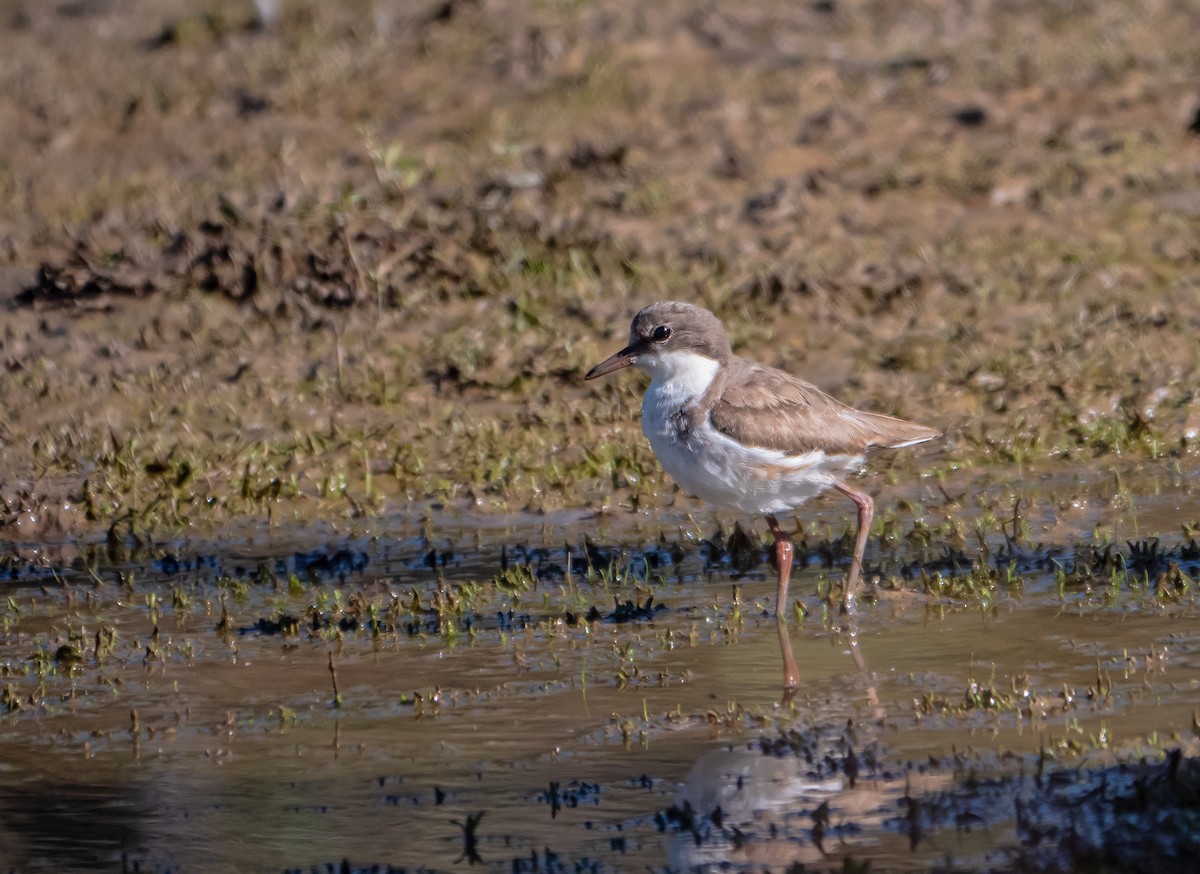 Red-kneed Dotterel - ML647675366