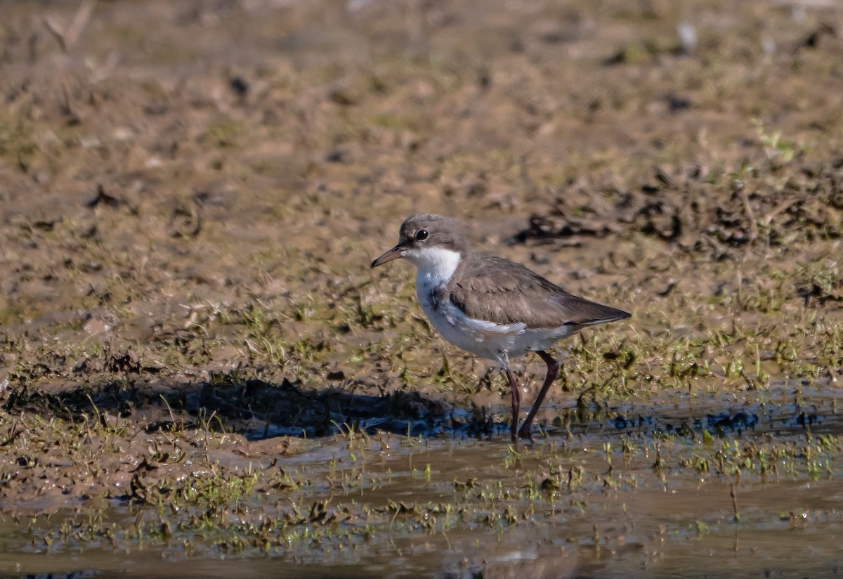Red-kneed Dotterel - ML647675367