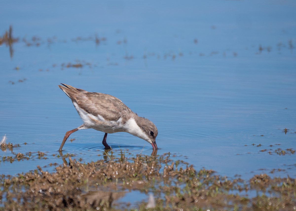 Red-kneed Dotterel - ML647675368
