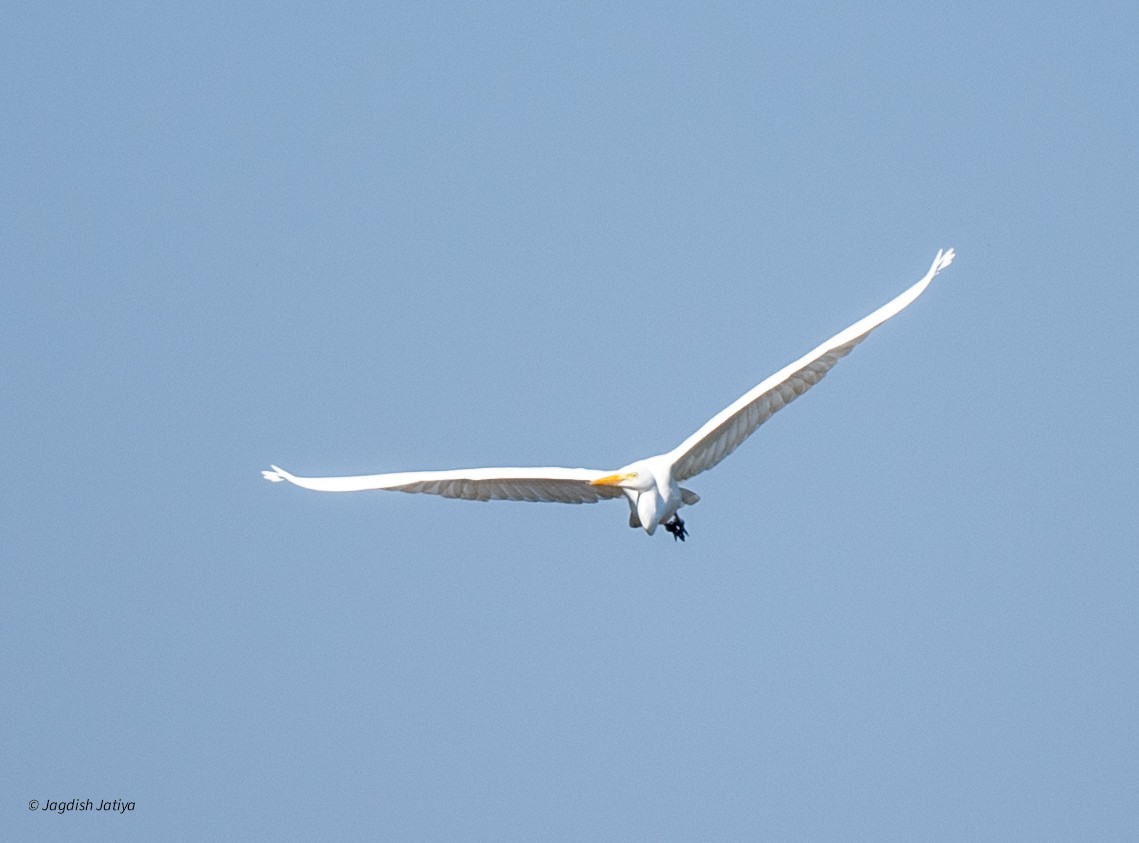 大白鷺 - ML647675370